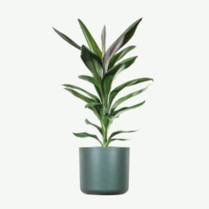 plants ecommerce product featured img 20