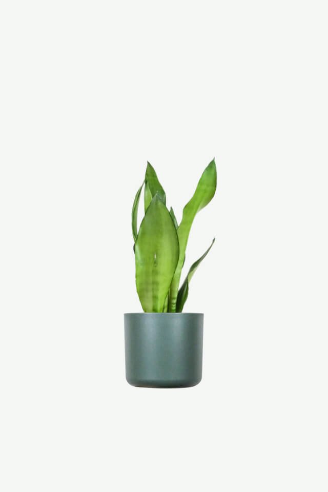 plants-ecommerce-product-featured-img-3 plants ecommerce product featured img 3