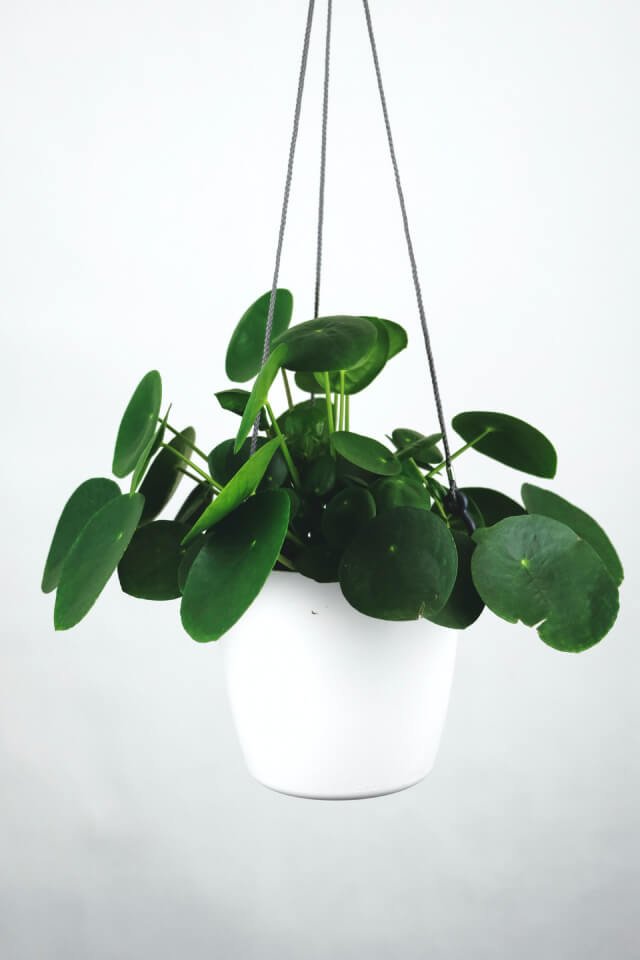 plants-shop-product-gallery-img-16 plants shop product gallery img 16