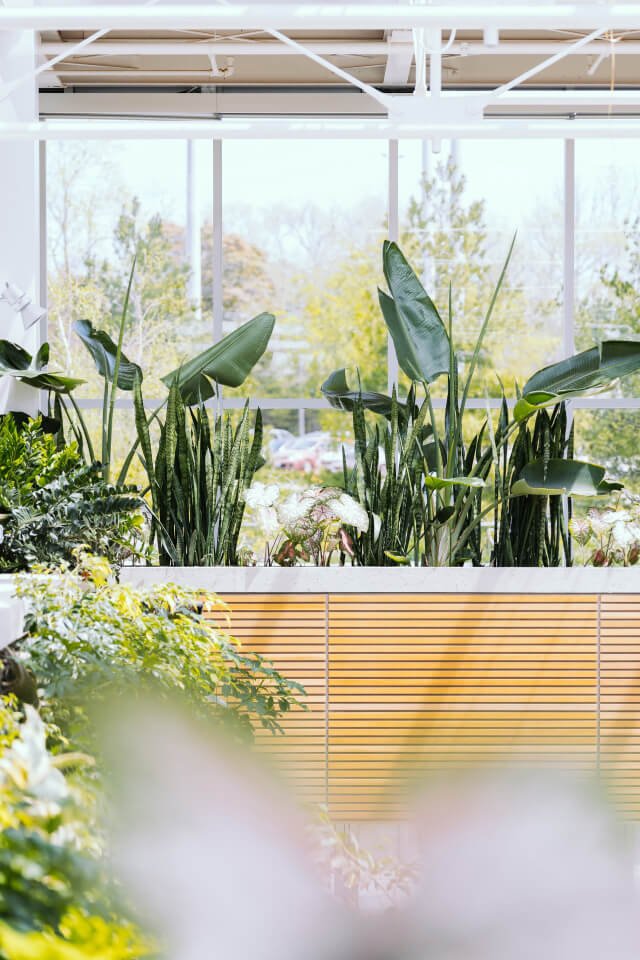 plants-shop-product-gallery-img-7 plants shop product gallery img 7